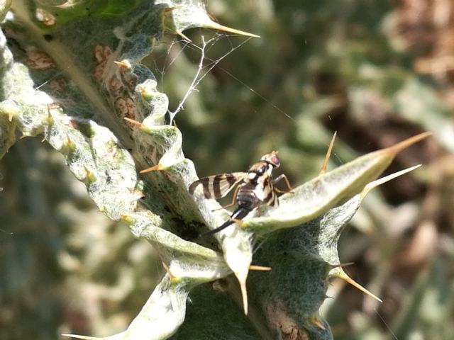 Tephritidae: Urophora sp., femmina